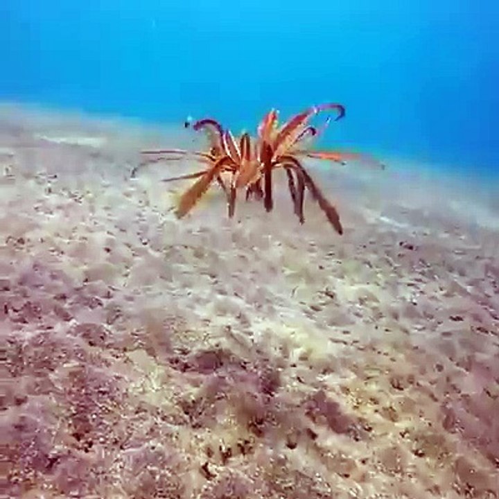 Sea Life - Funny Video