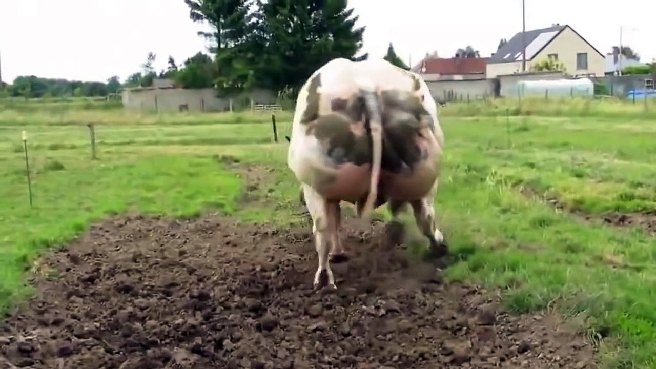the belgian blue cattle race