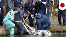 Escaped Zebra has the adventure of a lifetime, then drowns in a golf course water hazard