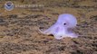 Ghostlike Octopus Found Lurking Deep Below the Sea