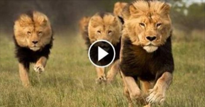 Allah ki gaibi madad by Maulana Tariq Jameel Bitan Karty Howe