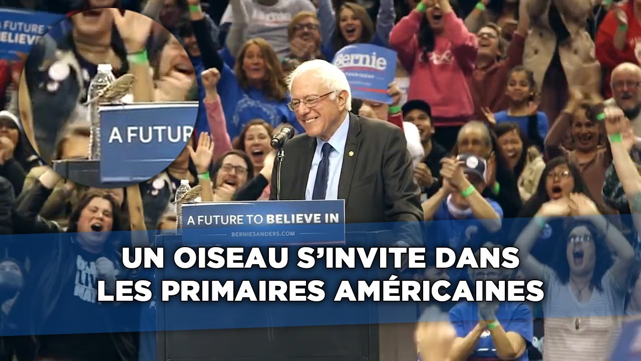 Un oiseau s'invite dans les primaires américaines