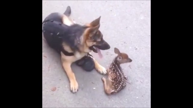 Un berger allemand adopte un jeune faon.