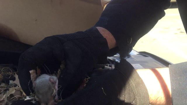 Des écureuils dans le moteur. Dingue....