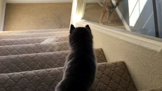 Husky Puppy Tumbles down Stairs