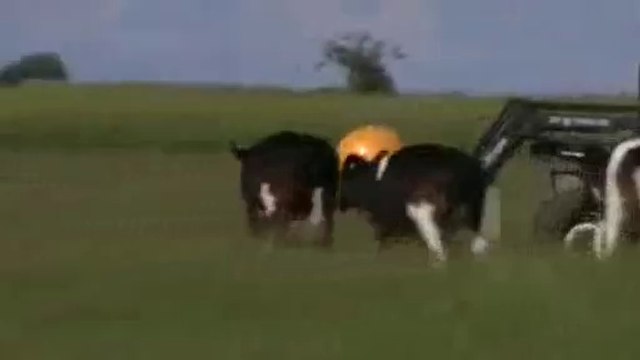 Des vaches s'énervent contre le tracteur qui enlève leur balle de jeu