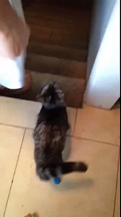 Double Amputee Cat Flying Handstand