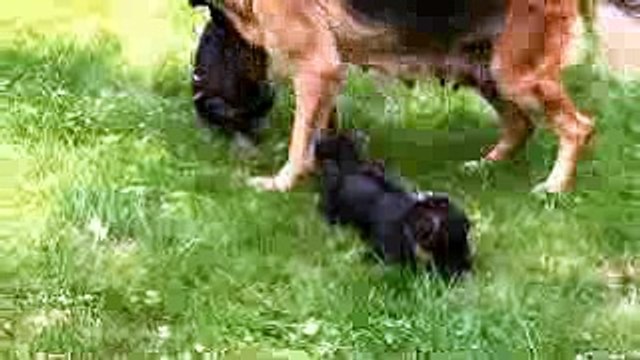 German shepherd mom & her pups
