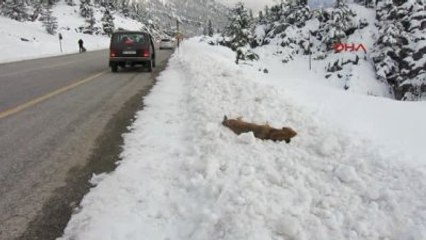 Yol Kenarına Bırakılan Köpekler Açlıktan ve Soğuktan Ölüyor