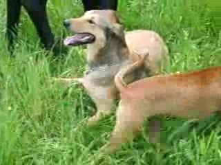 chien narcoleptique