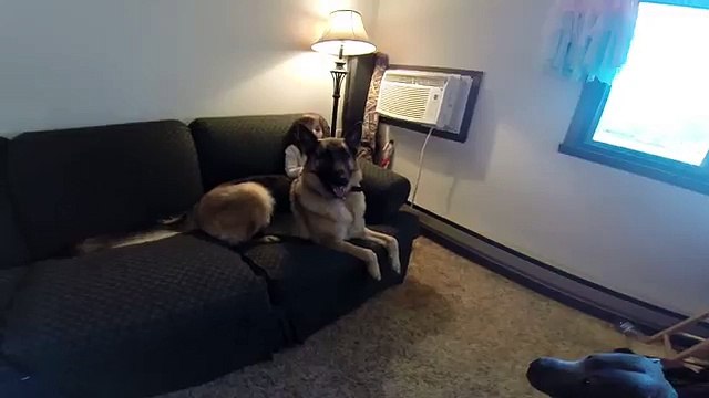German Shepherd Dog protecting her girl