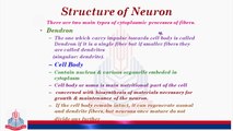 Structure of Neurons  & Variety of Neurons types in human being