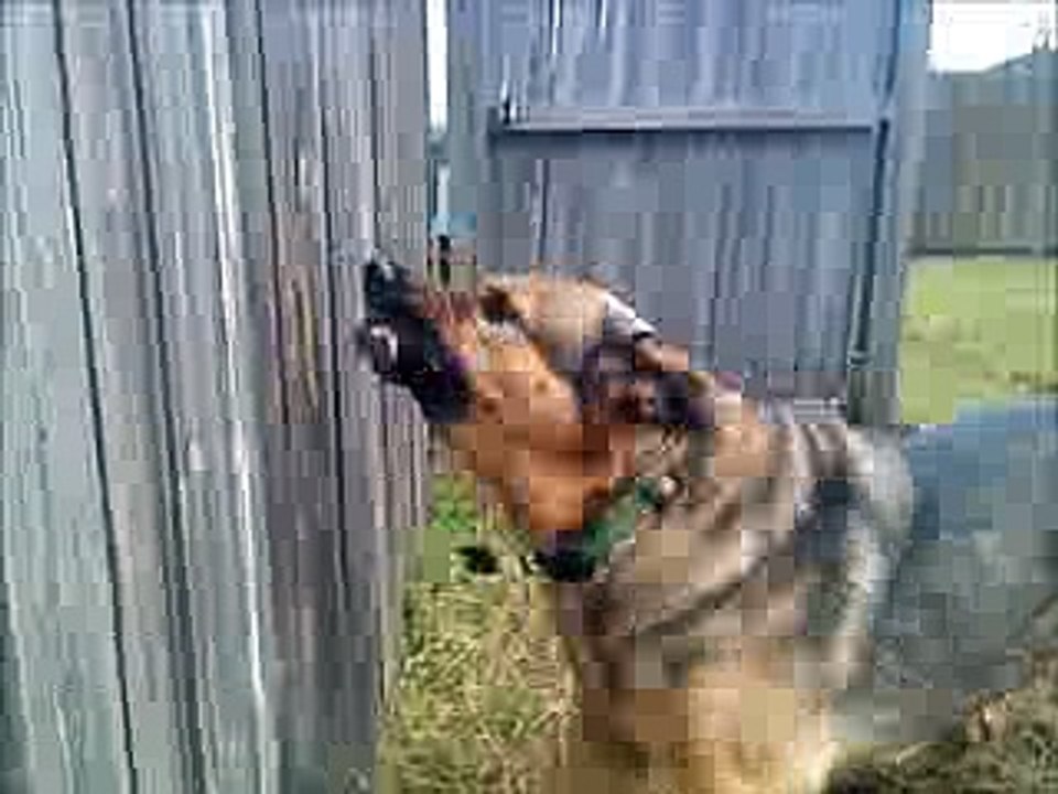 German Shepherd Breaks Fence