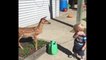 Baby Has Playdate With Baby Deer