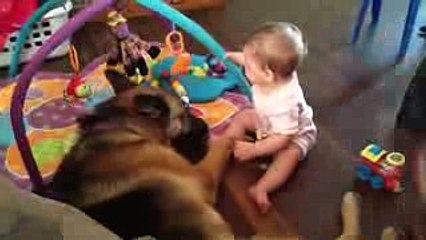 German Shepherd Playing With a Little Baby Girl