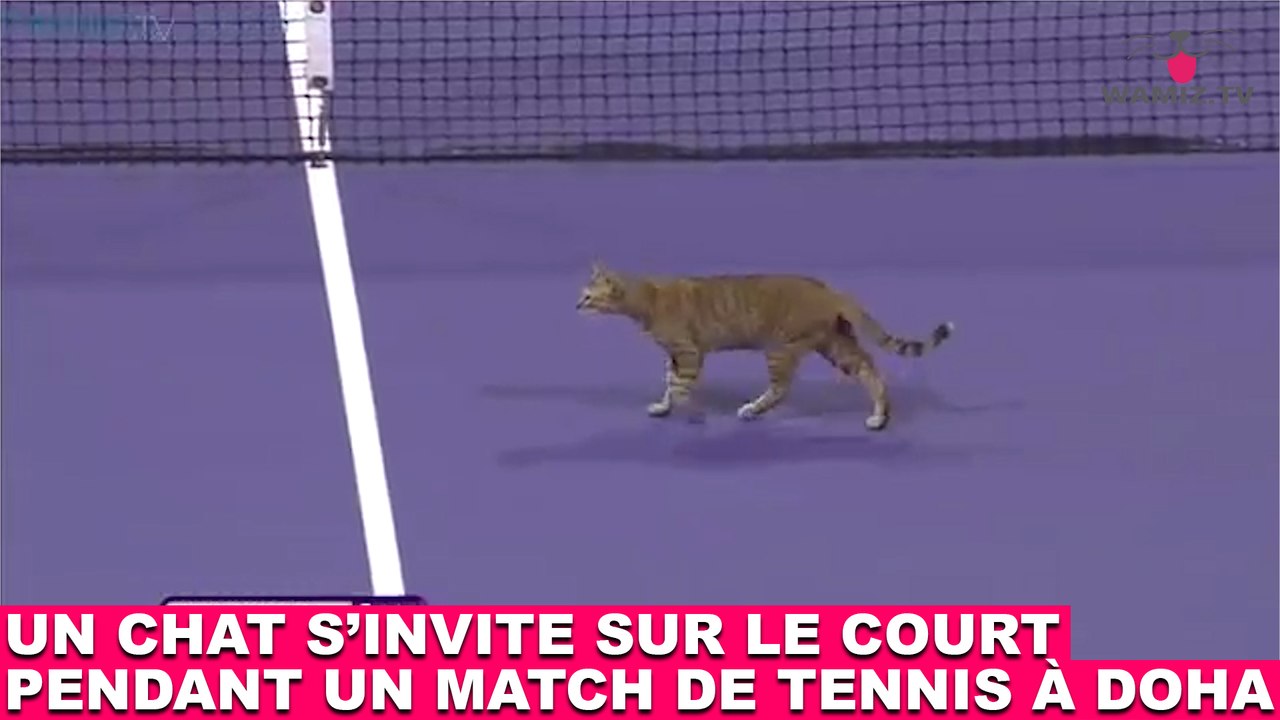 Un chat s'invite sur le court pendant un match de tennis à Doha ! Tout de suite dans la minute chat #173