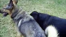 German shepherd vs Rottweiler playing