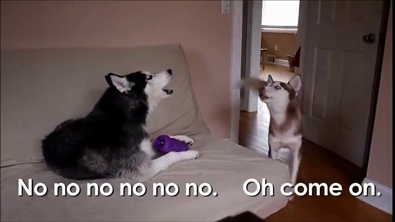 two husky