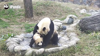 Купание дитеныша панды