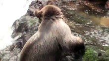 Hugs and kisses with a bear
