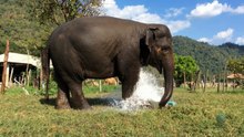 Elephant breaks sprinkler and makes their own fountain