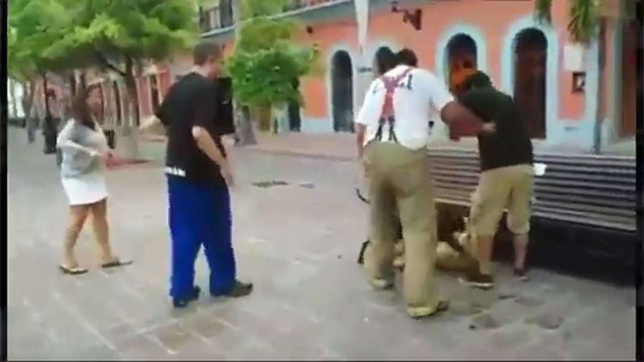 Perro pitbull ataca a un perro labrador en Plazuela Machado, Mazatlán Sinaloa -