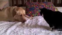 Dogs Annoying Cats With Their Friendships