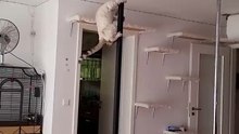 Crazy Funny Cats P*ledancing