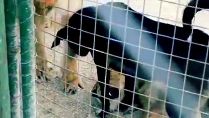 Perro vs leon - lion vs dog - mega wow 2016 -