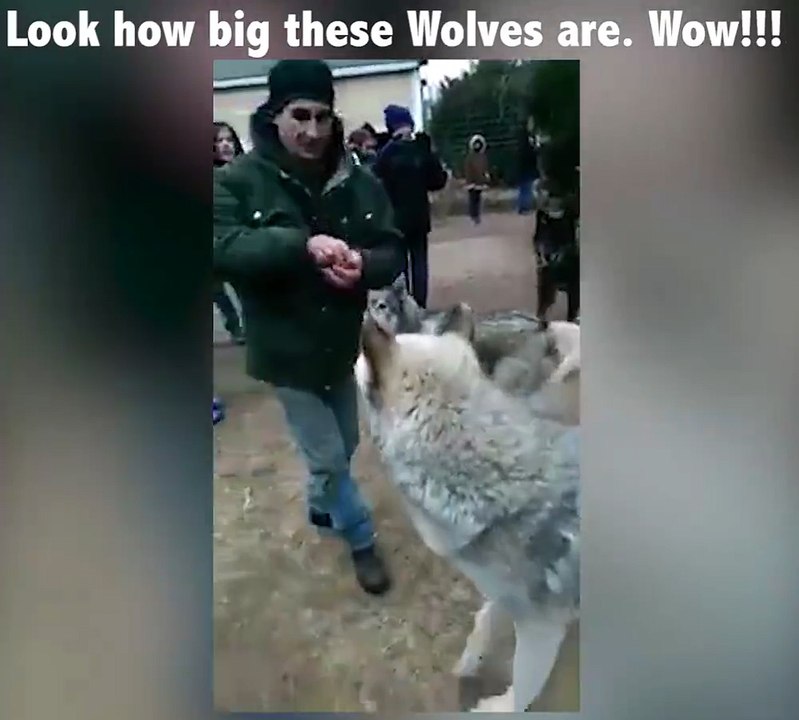 Crazy big wolves!