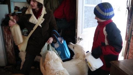 Farm guard dogs greet my wife as she arrives home from work.