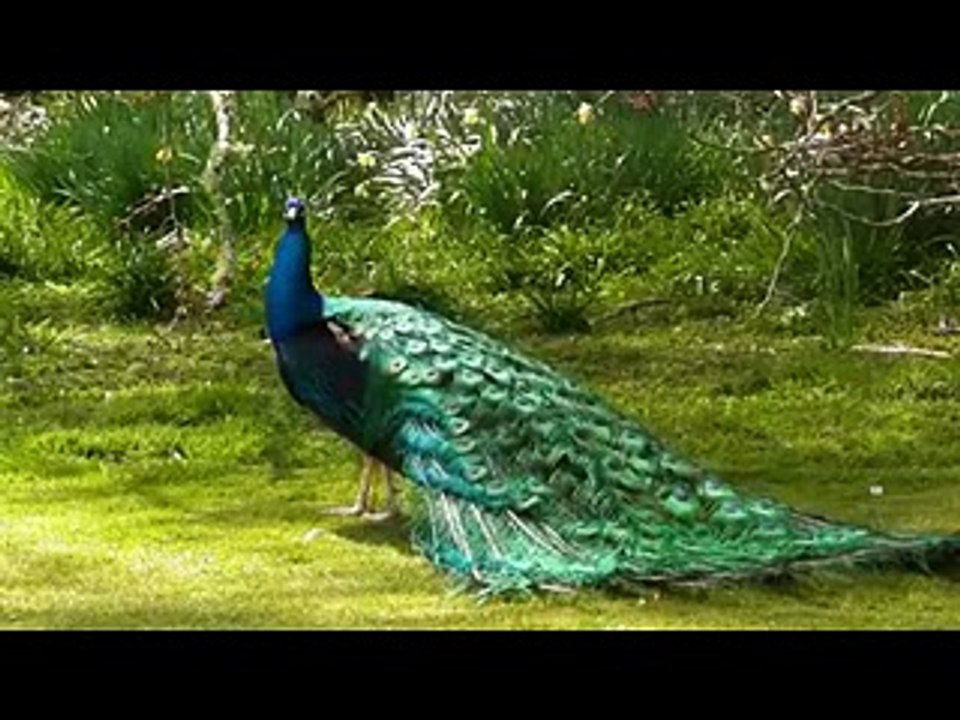 مور کي مستي ديکھو ذرا