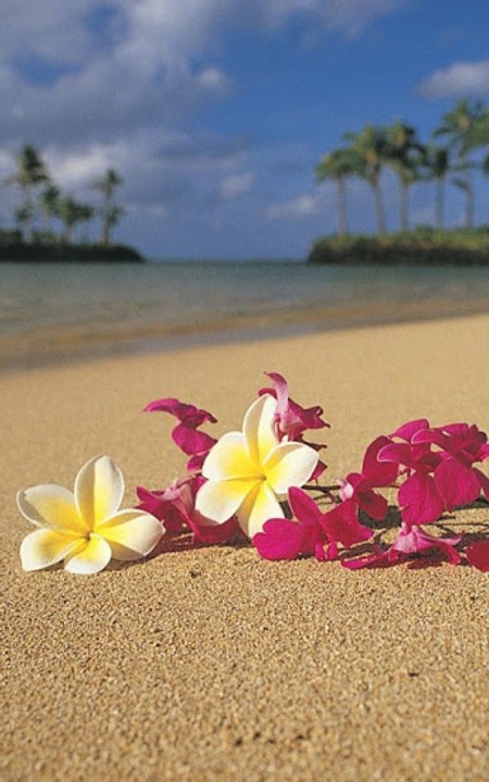 Qu'est-ce qu'on a dansé sur cette chanson (Francois Valery) - Cánh Hoa Trước Gió