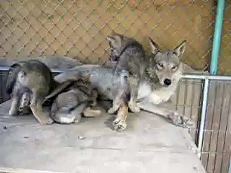 Young wolves and dam wolf