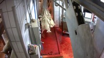 Abattoir d' agneaux de lait - Mauléon-Licharre Pyrénées-Atlantiques