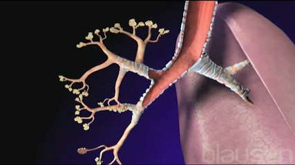 Akciğerler Nasıl Çalışır - Hemen Sağlık