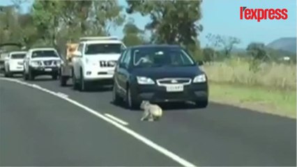 Australie: un koala provoque un embouteillage sur une autoroute
