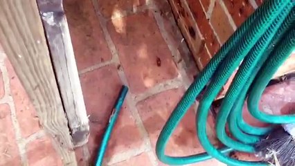 Supervised Pest Control in Hills District