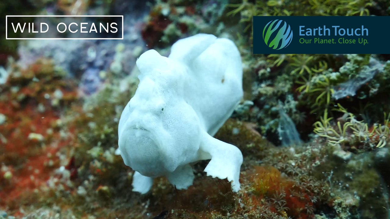 Ghostly frogfish ‘walks’ across reef