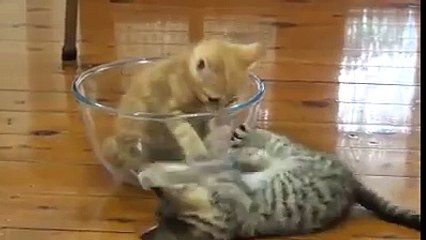 CUTE KITTENS PLAYING