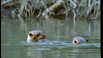 Journey into Amazonia documentary53