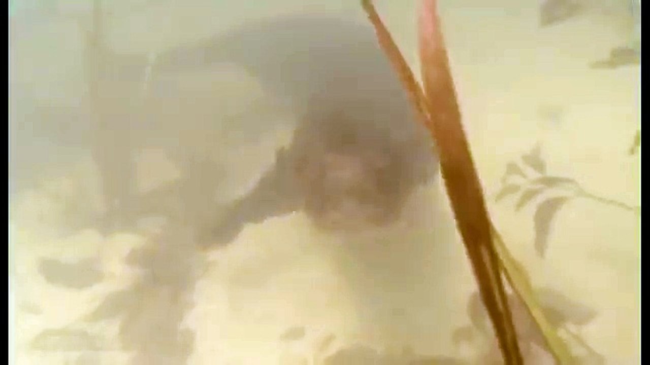 Journey into Amazonia documentary80