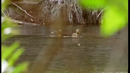 Journey into Amazonia documentary85