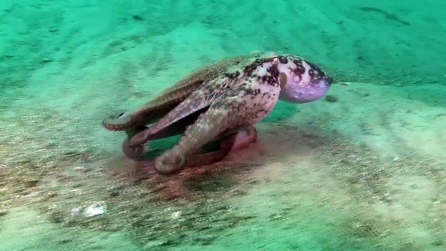 La pieuvre est la reine du camouflage