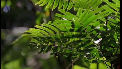 Journey into Amazonia National #23