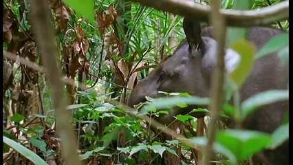 Journey into Amazonia National #213