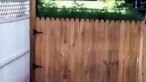 Un homme filme avec fierté la nouvelle clôture qu'il vient de construire, puis son chien arrive et me fait éclater de ri