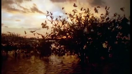 Journey into Amazonia National #292
