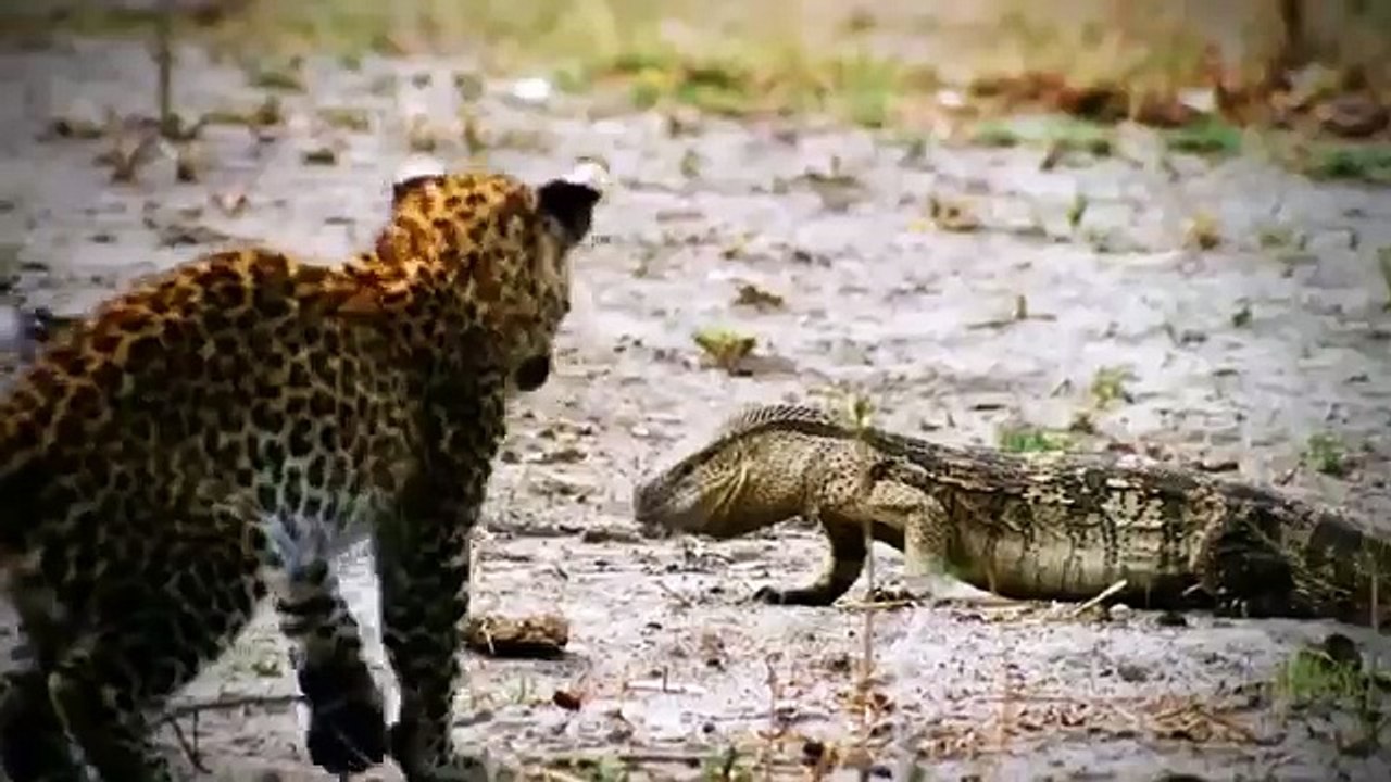 King Cobras documentary films HD2