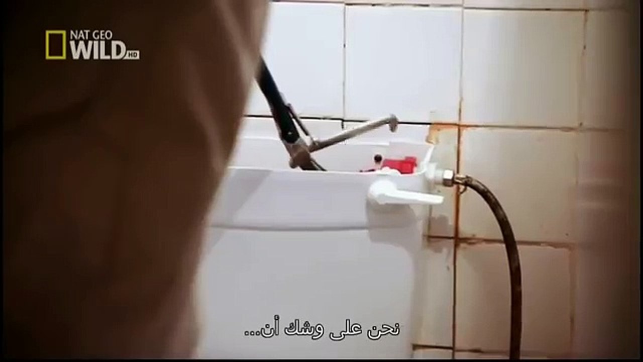 King Cobras documentary films HD11